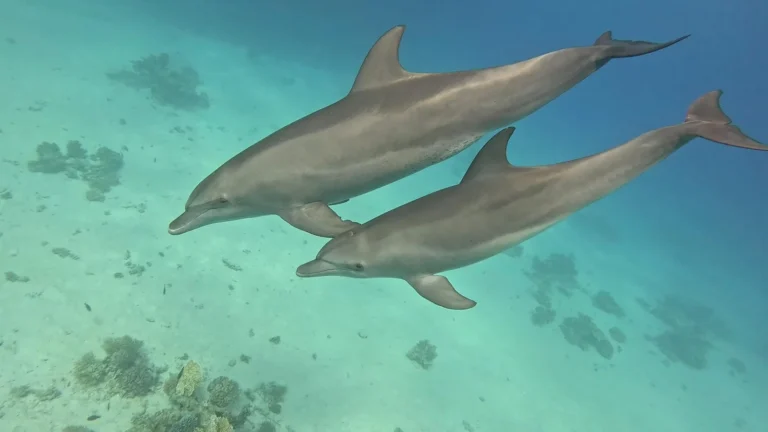Can I swim with dolphins in Hurghada