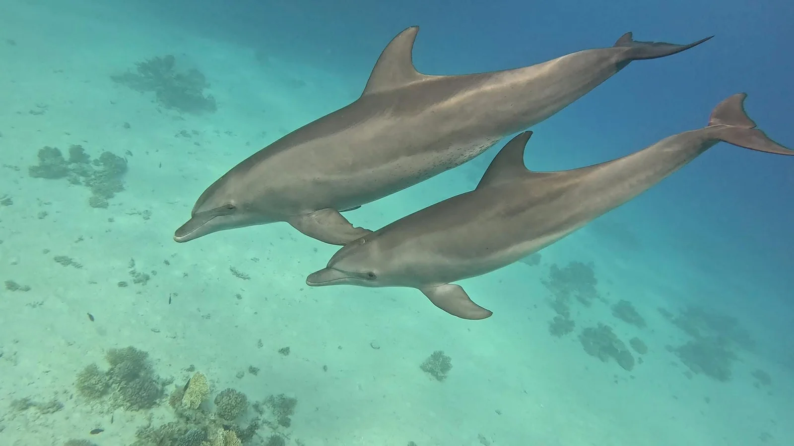 Can I swim with dolphins in Hurghada