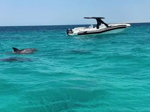 dolphin house hurghada speed boat trip