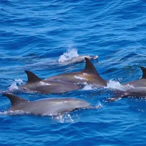 What is the best time of day to see dolphins