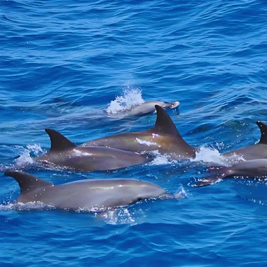 What is the best time of day to see dolphins