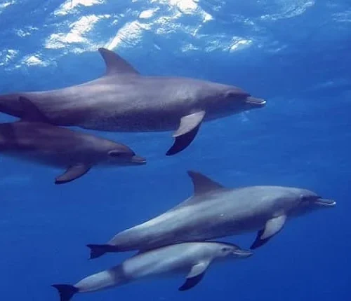 dolphin house private speed boat