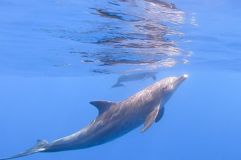 swimming-with-dolphins