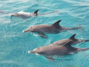 Where is Dolphin House Located in hurghada