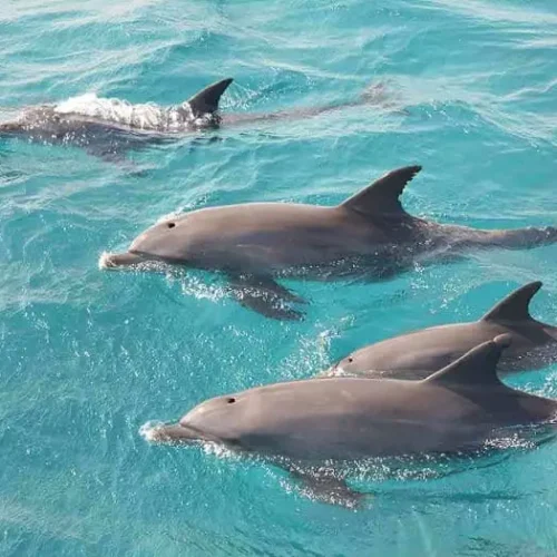 Where is Dolphin House Located in hurghada
