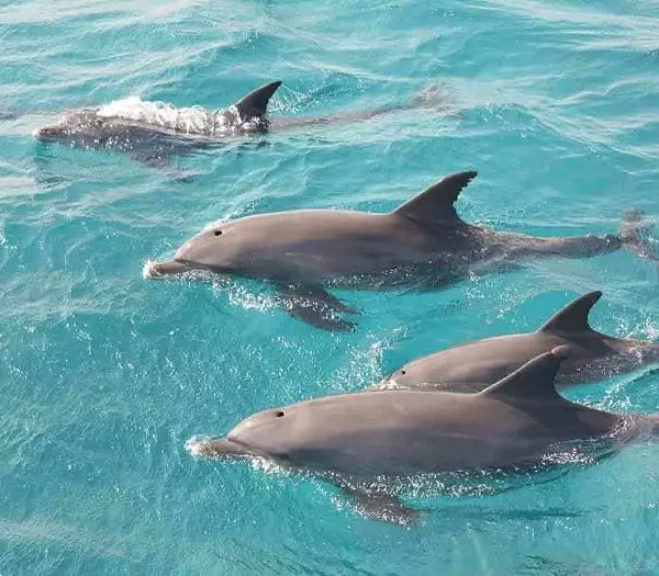 Where is Dolphin House Located in hurghada