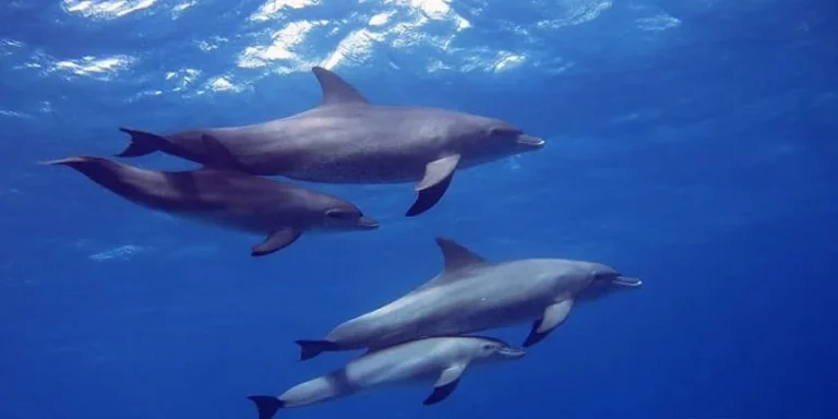Why Choose Our Dolphin House Hurghada Tours