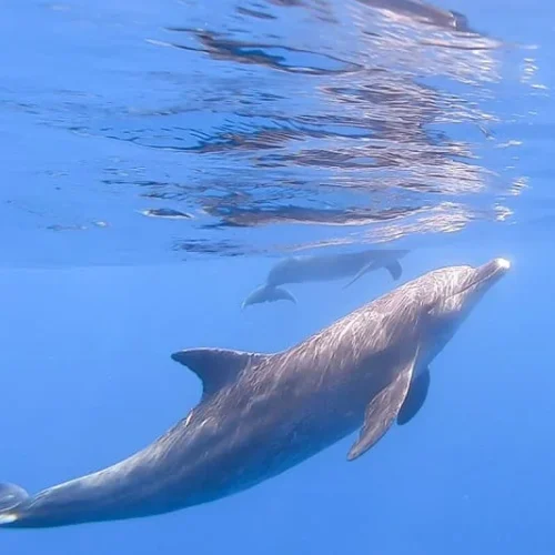swimming with dolphins