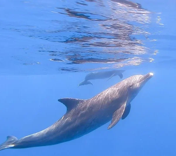 swimming with dolphins