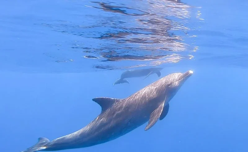 swimming with dolphins