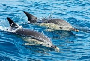 How high is the probability of seeing dolphins