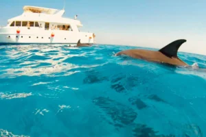 How long does the trip to Dolphin House take
