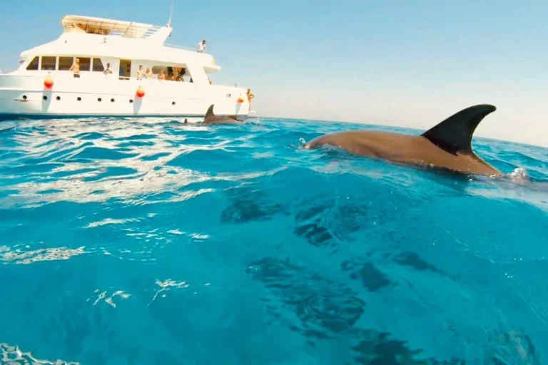 How long does the trip to Dolphin House take