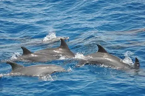 dolphin house excursion hurghada