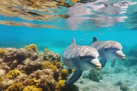 snorkeling with dolphins hurghada